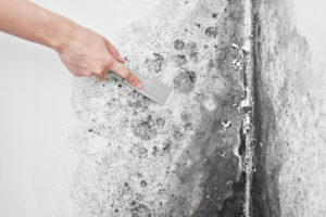 DIY Painting, deal with mold before painting a wall